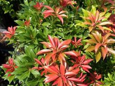 some red and green plants in the grass