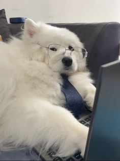 a large white dog wearing glasses and a tie sitting on a couch with a laptop