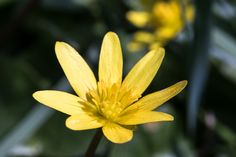 a yellow flower with green leaves in the background