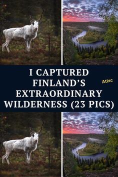 the cover of i captured finland's extraordinary wildernesss 23 pics, with an image of a white goat