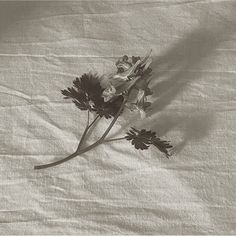 two dead flowers are laying on a sheet