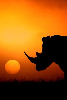 a rhino is silhouetted against the setting sun