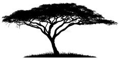 an african tree silhouette on white background royalty illustration