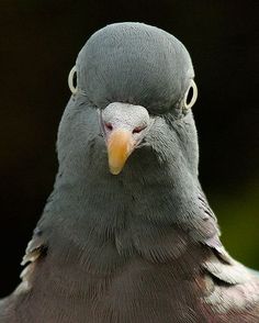 a close up view of a pigeon's head and neck, with its eyes closed