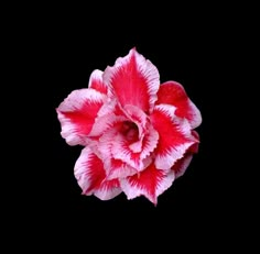 a pink and white flower on a black background