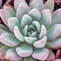 a close up view of a pink and green plant