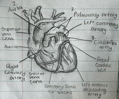 a diagram of the human heart on lined paper