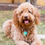 a brown dog sitting on top of a lush green field