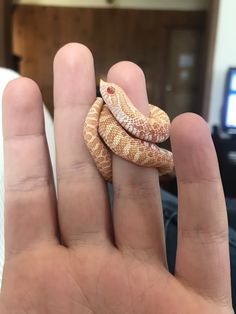 a person holding two small snakes in their hand, one is brown and the other is white