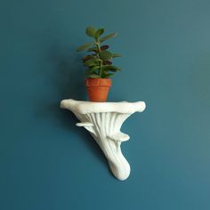 a small potted plant sitting on top of a white shelf next to a blue wall