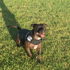 a brown and black dog standing on top of a lush green field