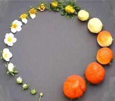 an arrangement of oranges and flowers arranged in a circle