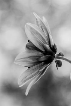 a black and white photo of a flower in the foreground with blurry background