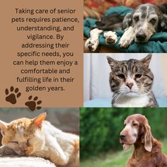 Caring for Senior Pets 🐾💖 Fulfilling Life, This Is Us