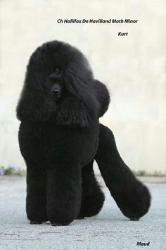 a black stuffed animal sitting on the ground