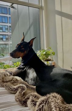 a black and brown dog laying on top of a bed next to a large window