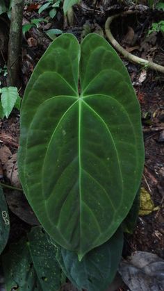 a large green leaf sitting on top of a forest floor