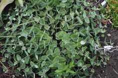 some green plants growing in the dirt