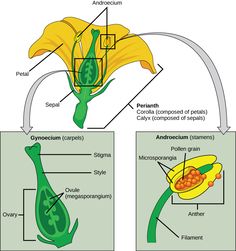 an image of the parts of a flower and what they are labeled in each section