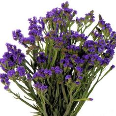 a bunch of purple flowers on a white background