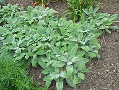 some very pretty green plants in the dirt