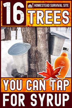 Many tree species are full of sap ready to be tapped for syrup. In fact, you may have one in your own backyard, including maple and birch. Survival Plants, Medicinal Trees, Edible Greens, Tree Tapping, Homestead Lifestyle, Survival Skills Emergency Preparedness, Food Forest Garden, Water Survival, Homesteading Diy