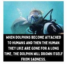 a man in scuba gear is swimming with a dolphin and the caption reads, when dolphins become attached to humans and then the human they are gone for a long time