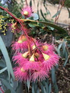 some pink flowers and green leaves on a tree