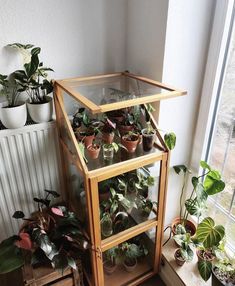 several houseplants are sitting in front of a window on a shelf next to a radiator