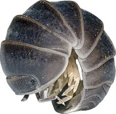 a close up view of an animal's head with its mouth open and teeth exposed