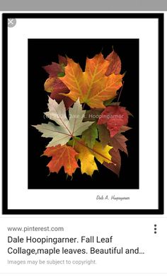 an image of fall leaves in the frame with caption below that reads, dale hoopiganer fall leaf collage maple leaves beautiful and images may be subject to copyright