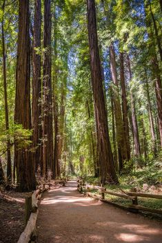 a path in the middle of a forest surrounded by tall trees