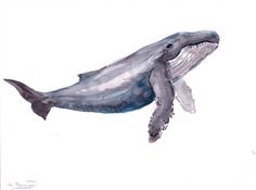 a watercolor painting of a humpback whale