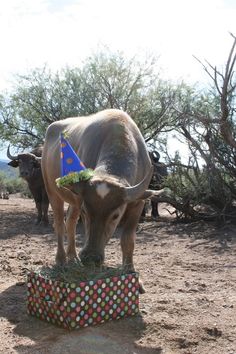 an animal with a birthday hat on it's head is standing in the dirt