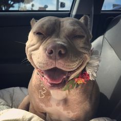 a dog sitting in the back seat of a car with its mouth open and tongue out