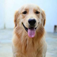 a close up of a dog with its tongue out