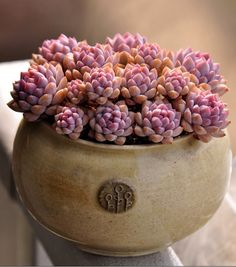 small pink flowers are in a brown vase