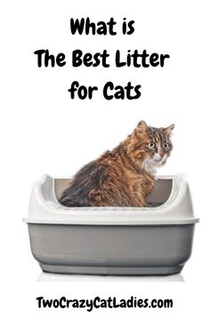 a cat sitting in a litter box with the caption, what is the best litter for cats?