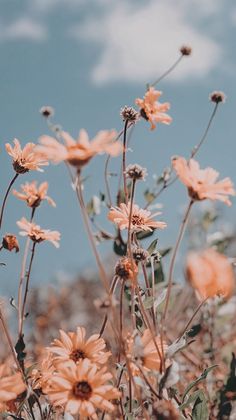 some yellow flowers are in the middle of a blue sky with white clouds behind them