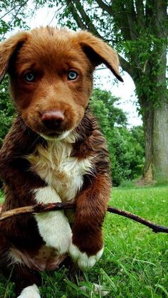 a brown and white dog holding a stick in its mouth while sitting on the grass