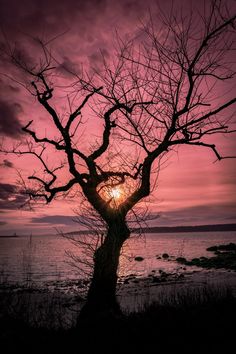 the sun is setting behind a tree by the water