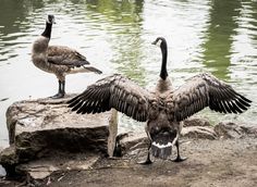 two geese standing on the edge of a body of water with their wings spread open