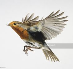 a small bird flying through the air with it's wings spread out and outstretched