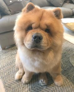 a brown dog sitting on top of a rug next to a couch