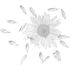 a white flower with lots of petals flying around