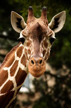 the head and neck of a giraffe with trees in the background