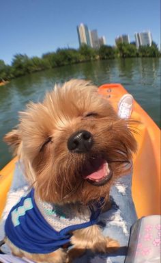 a small brown dog sitting on top of a boat in the water with his tongue hanging out