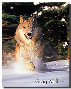 a wolf running through the snow with trees in the background