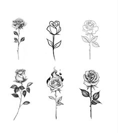 four different types of roses are shown in this black and white drawing set on paper