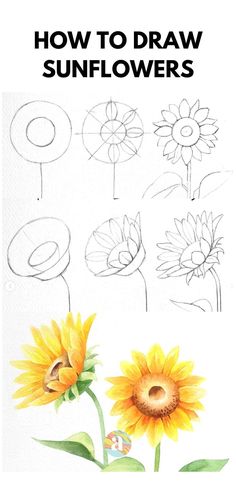 how to draw sunflowers